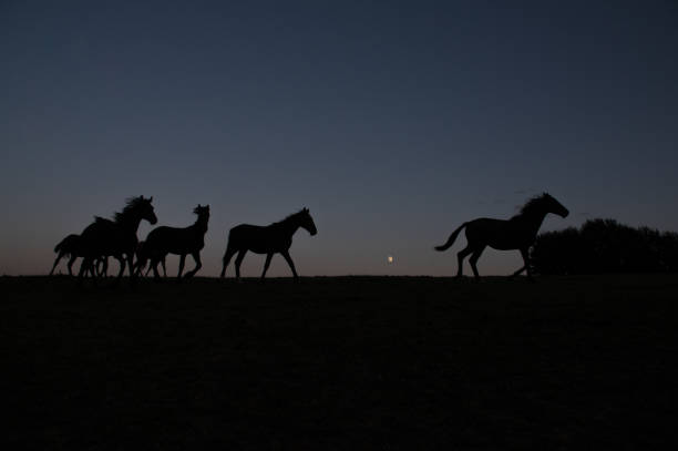 mond mit pferden - vapor trail sky night sunset stock-fotos und bilder