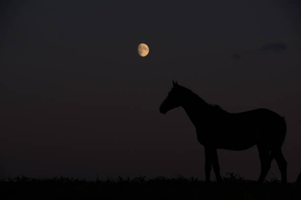 Moon with horses Horses walking in moonlight contrail moon on a night sky stock pictures, royalty-free photos & images