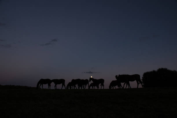 Moon with horses Horses walking in moonlight contrail moon on a night sky stock pictures, royalty-free photos & images