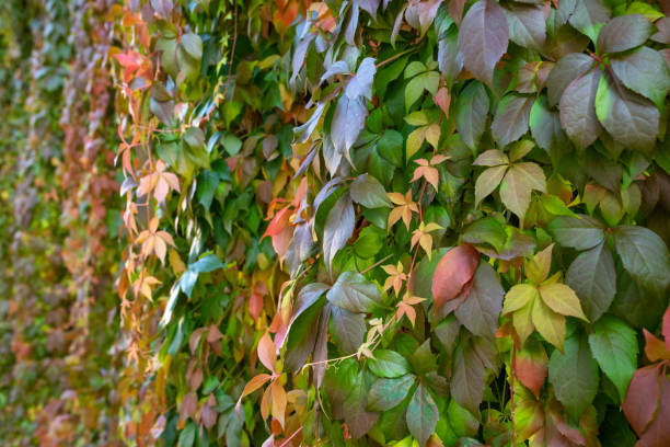 Thuringia, Germany: Colorful leafs of Virginia creeper.