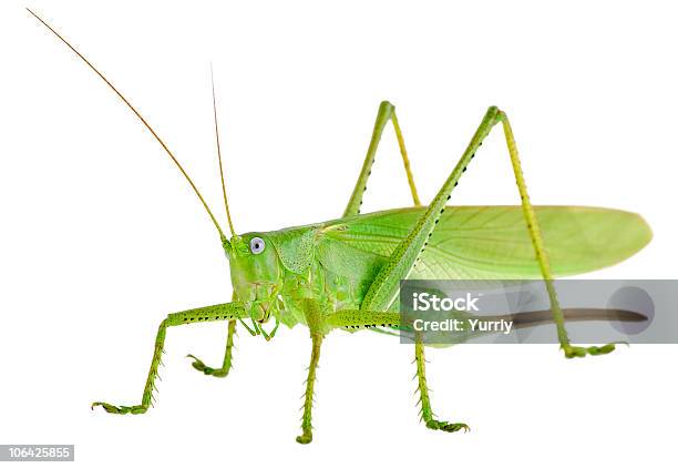 Gafanhoto - Fotografias de stock e mais imagens de Antena - Parte do corpo animal - Antena - Parte do corpo animal, Asa de animal, Branco