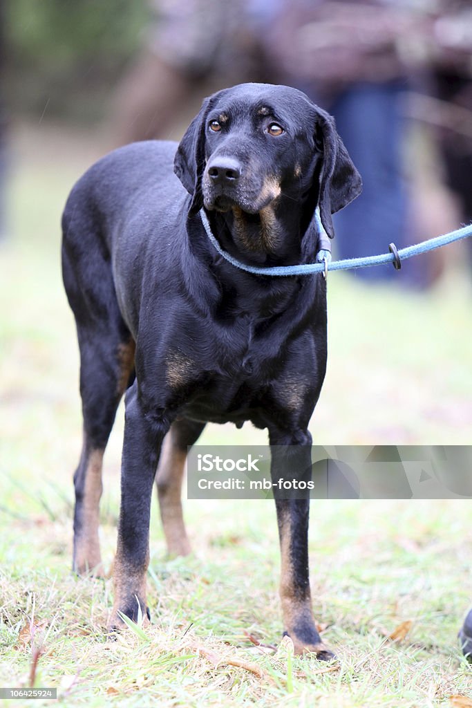 Austrian Black and Tan Hound dog  Brandlbracke Stock Photo