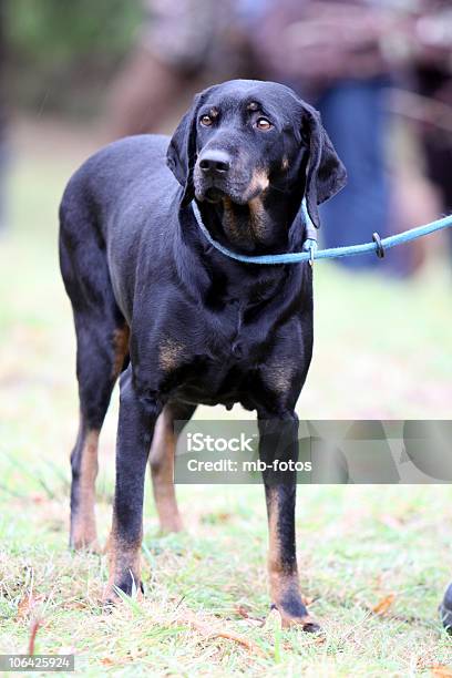 Austrian Black And Tan Hound Dog Stock Photo - Download Image Now - Brandlbracke, Dog, Animal