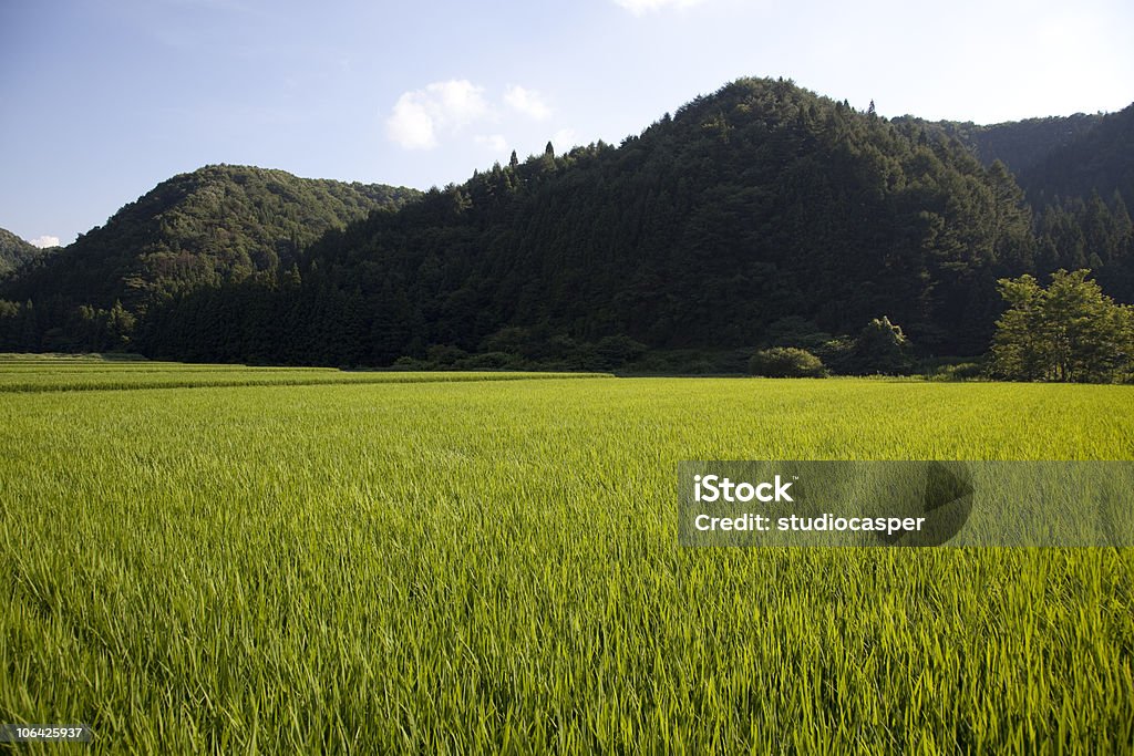 ライスフィールド福島県（日本�） - 福島県のロイヤリティフリーストックフォト