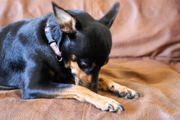 istock miniature pinscher sitting on a sofa 1064259616