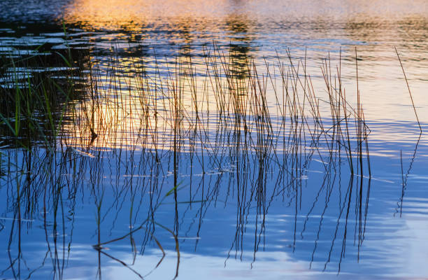 istock Golden Sunset Reflected In The Water With Growing Grass 1064259660