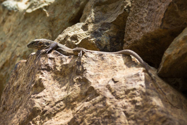 istock Small lizard camouflaged on brown rock in the sun 1064259952