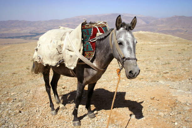 istock a horse portrait photo 1064260314