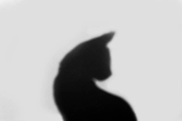 istock Sihouette of a cat 1064260380