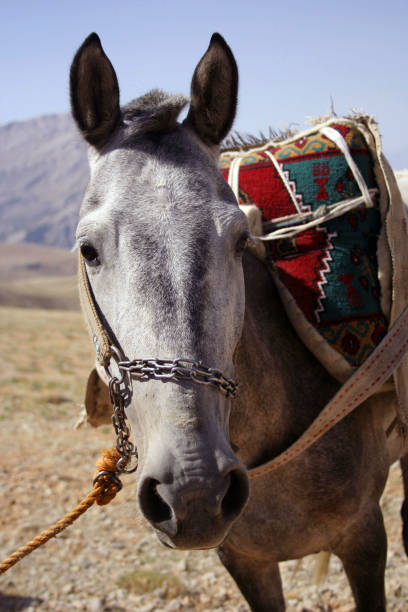 istock a horse portrait photo 1064260578