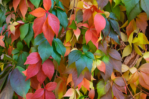 Thuringia, Germany: Colorful leafs of Virginia creeper.