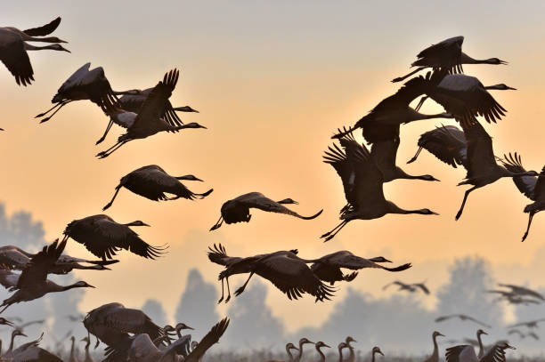 istock The silhouettes of cranes in flight. 1064261414