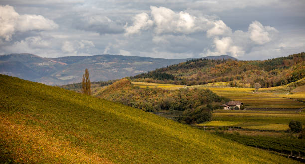 istock Vineyard in South Tyrol in Autumn 1064261442