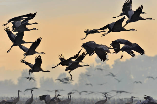 istock The silhouettes of cranes in flight. 1064261620