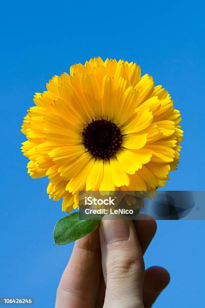 Sonnenblume Stockfoto und mehr Bilder von Biologie - Biologie, Blau, Blume