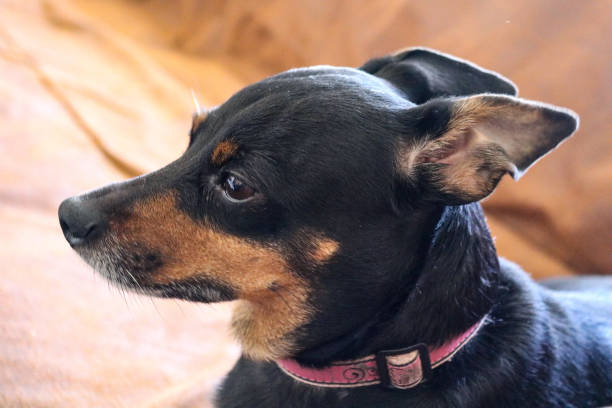 istock Portrait of miniature pinscher 1064262982