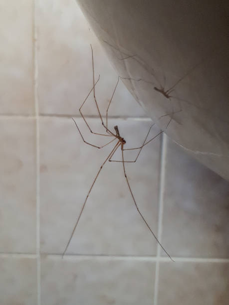 istock Reflection of Daddy Long Legs Spider in the Bathroom 1064263330