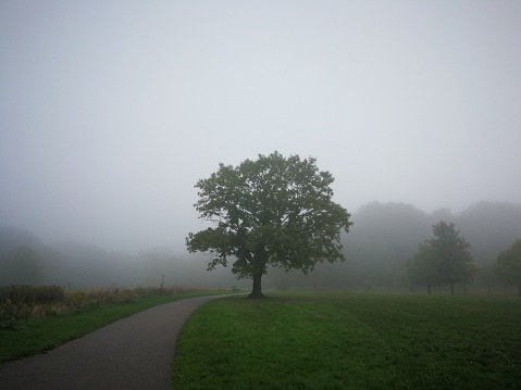 Lone tree beside road in fog