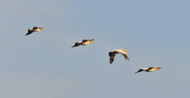 istock The flight of the Great white pelicans 1064263418