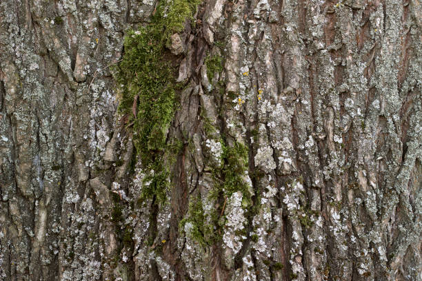 istock Pattern with cracked wood bark covered with moss. Autumn. 1064263560