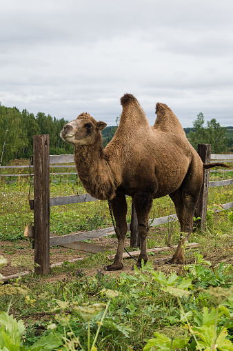 two-humped camel standing on the grass by the fence.