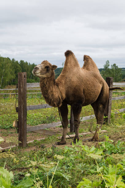 двухгорбый верблюд, стоящий на траве у забора - bactrian camel стоковые ф�ото и изображения