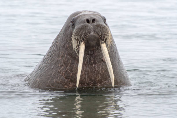 Walrus Walrus in Svalbard walrus photos stock pictures, royalty-free photos & images
