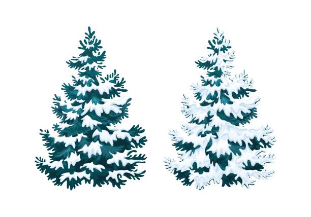 Realistic illustration of fluffy fir tree in snow 1.1 Realistic vector illustration of fir tree in snow on white background. Blue fluffy pine, isolated on white background 2.1 picea pungens stock illustrations