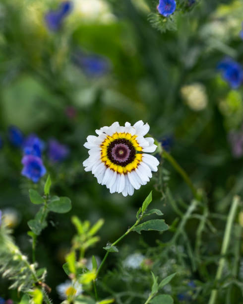 istock Little flower in summertime 1064266400