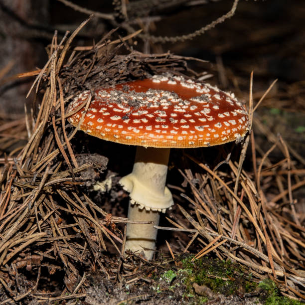 istock poisonous mushroom amanita in a pine forest. 1064266558
