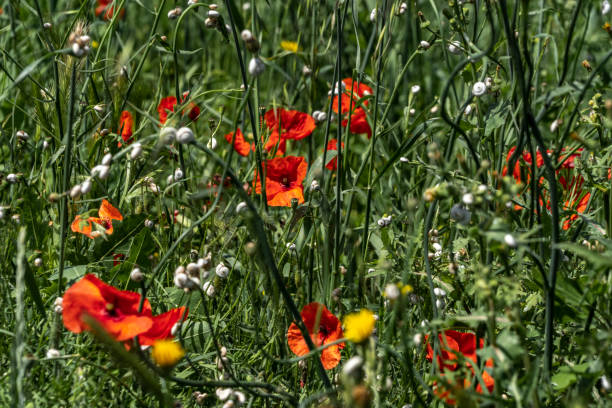 istock little red flowers 1064266560
