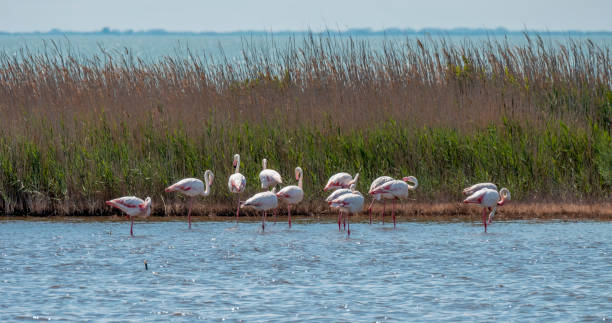 istock Flamingos camargue france 1064266688