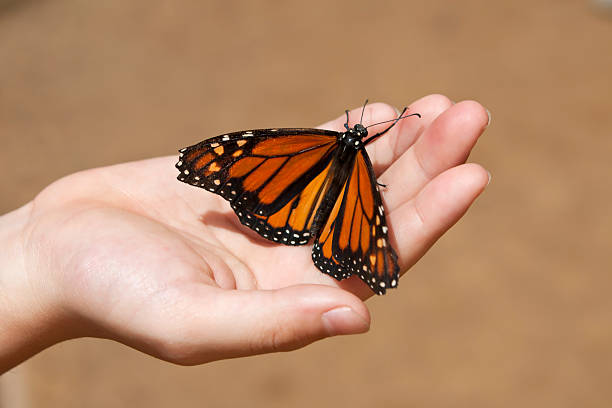 Child's hand holding a Monarch butterfly stock photo