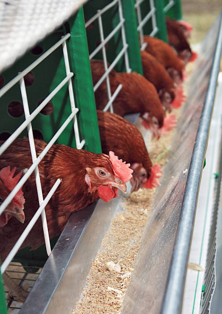 istock Red Chickens near feeders 106426991