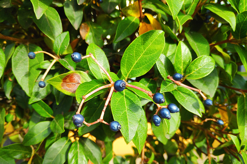 Close-up on Viburnum tinus fruits (Laurustinus, laurustinus viburnum, or laurestine) in a tree.