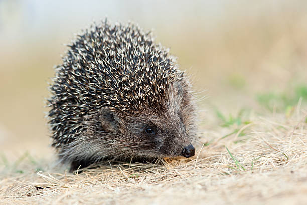 istock western European Hedgehog, Erinaceus europaeus 106427607