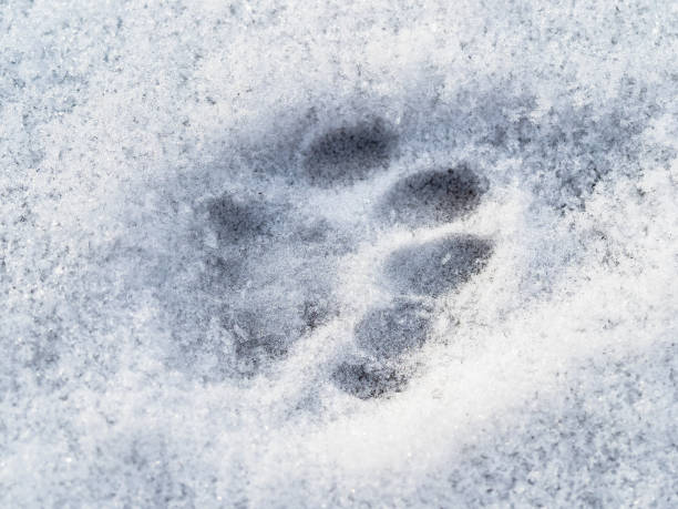 istock frozen cat footprint close up on surface of snow 1064276884