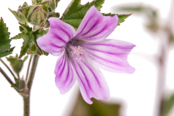 istock lavatera cretica flower 1064277518