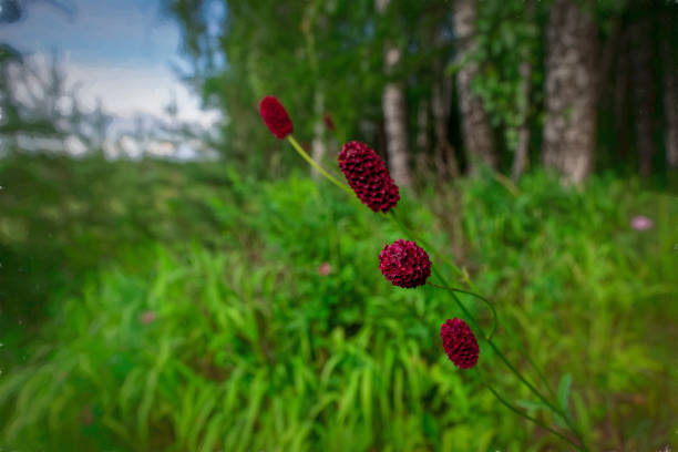 Sanguisorba officinalis on a blurred background stylized painting Sanguisorba officinalis. great burnet.