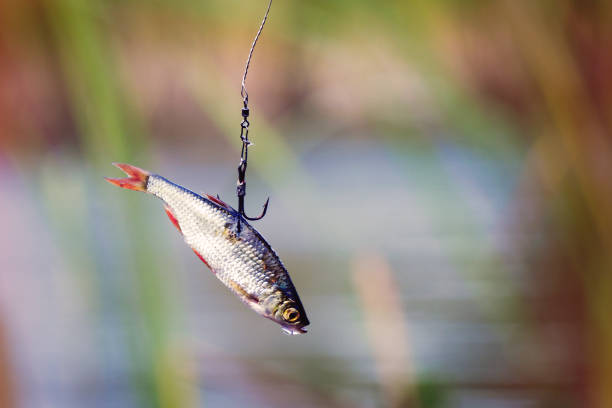 istock Live bait for pike fishing 1064279470