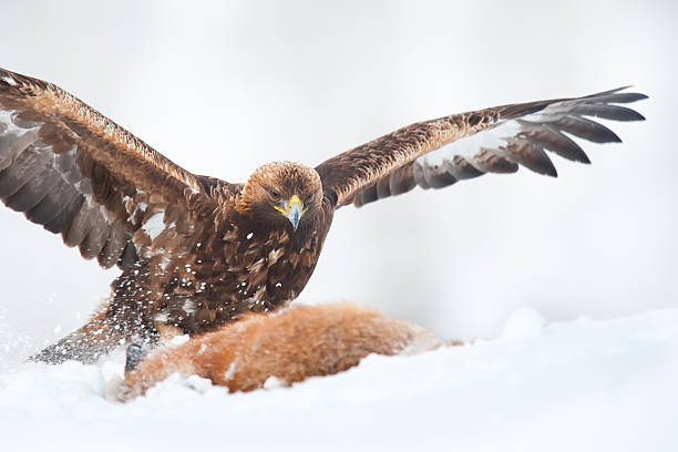 Colden eagle nel selvaggio - foto stock