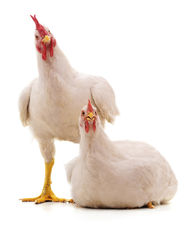 Two white chicken isolated on white background.