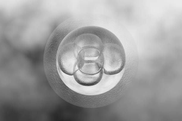 morula, une boule solide de cellules résultant de la division de l’ovule fécondé - human zygote photos et images de collection