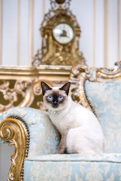 Photo of a two-color cat without tail of Mekong Bobtail breed with a jewel a precious necklace of pearls around his neck sits on a retro baroque chair in a royal French interior. Theme is luxurious and rich