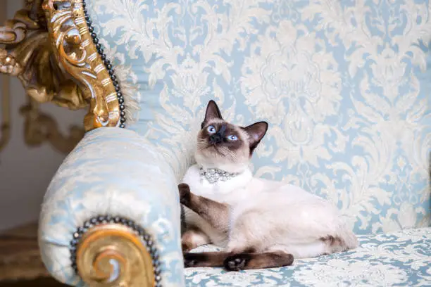 a two-color cat without tail of Mekong Bobtail breed with a jewel a precious necklace of pearls around his neck sits on a retro baroque chair in a royal French interior. Theme is luxurious and rich.