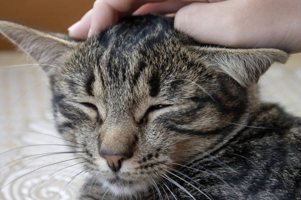 istock Cropped hand petting the cat close up 1064285466