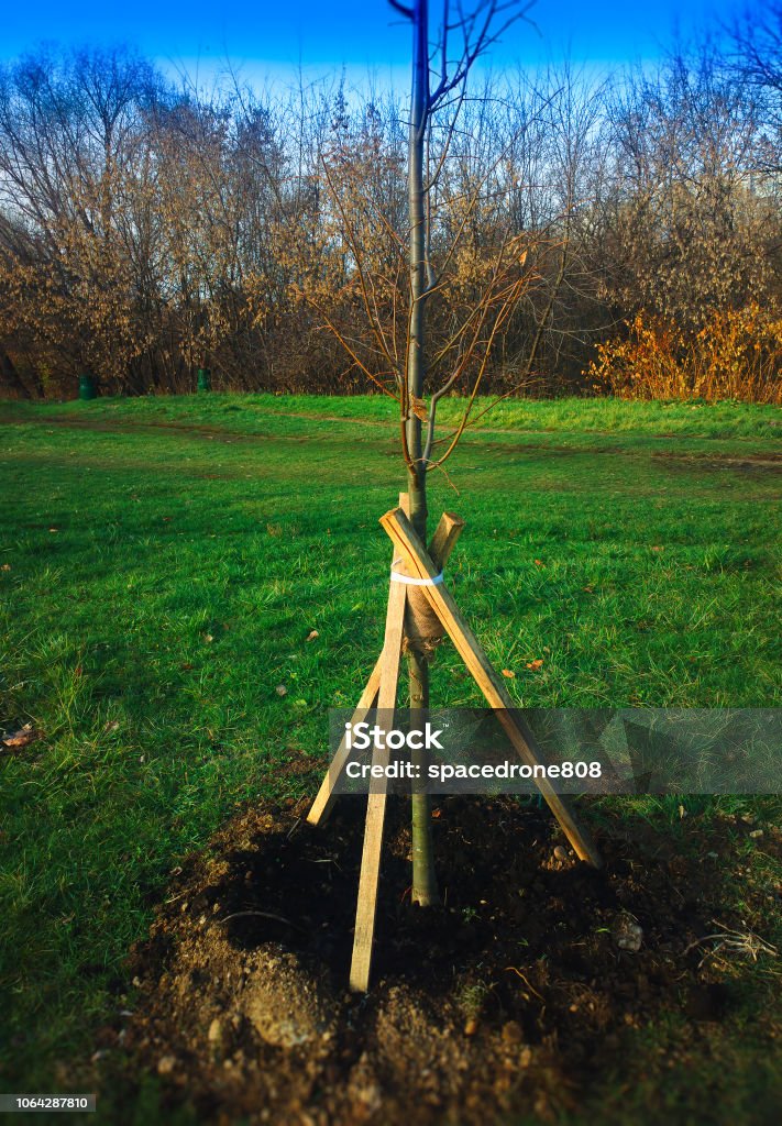 Sapling Support Vertical Tree Sapling With Proper Support Background Stock Photo ...