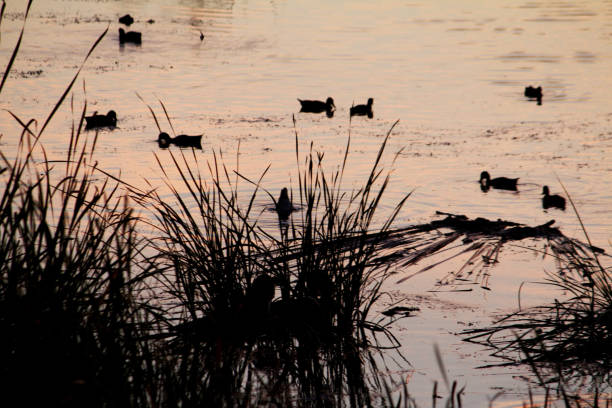 istock natural marshlands on the Algarve 1064291918