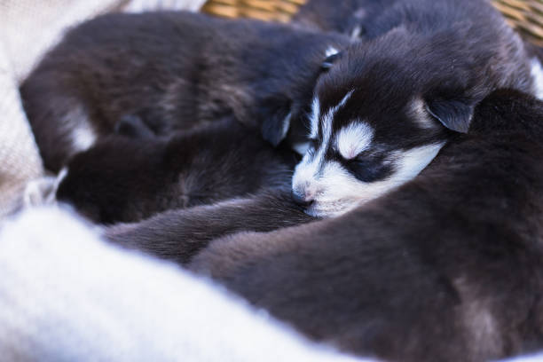istock Many little Puppy husky 1064294222