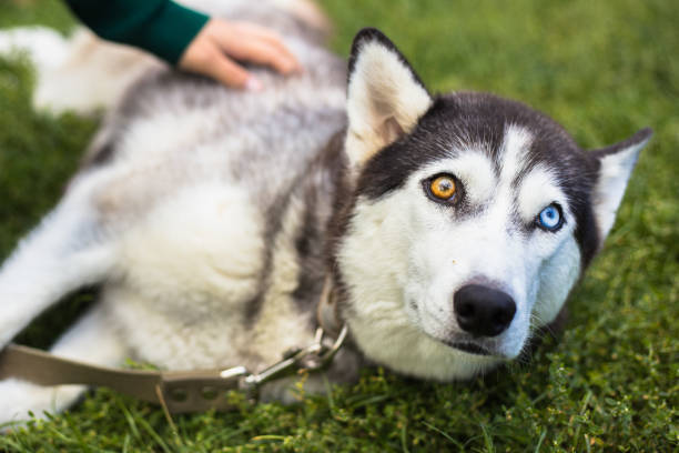 istock Unusual eye heterochromia. Different eyes have Husky 1064294238